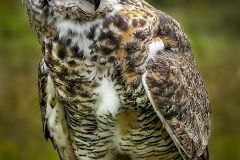 thumbs_202223C2-N-529-S-Great_Horned_Owl