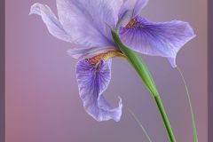 thumbs_202223C2-P-184-M-Queen_Siberian_Iris