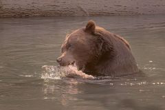 Grizzly Bear Devouring Salmon