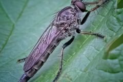 Robber Fly