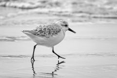Sanderling
