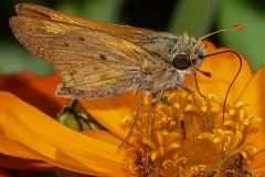Fiery Skipper Butterfly