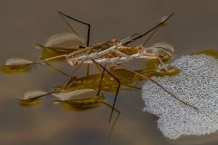 Water Striders Mating
