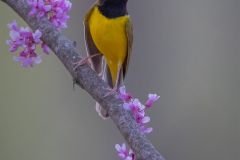 Hooded Warbler
