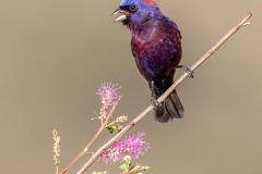 Varied Bunting