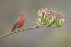 Hepatic Tanager