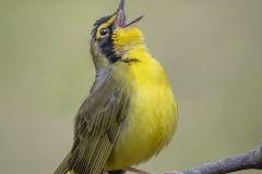 Kentucky Warbler
