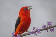 Scarlett Tanager