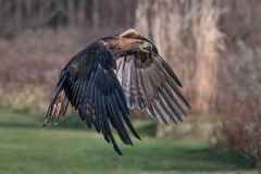 Golden Eagle