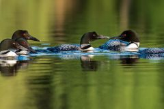 Asylum of Loons