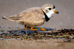 Piping Plover