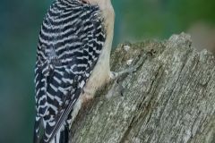 Red Bellied Woodpecker