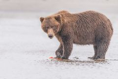 Grizzly with Salmon