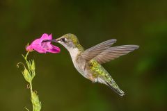 Ruby Throat Feeds on Penstemon