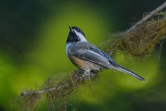 Black-Capped Chickadee