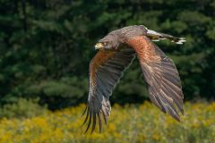 Harris Hawk