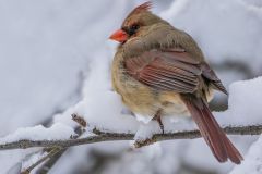 Female Northern Cardinal