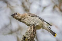 Juvenile Cedar Waxwing