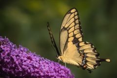 Yellow Swallowtail