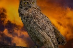Great Horned Owl