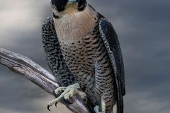 Peregrine Falcon