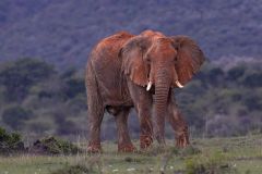 African Elephant