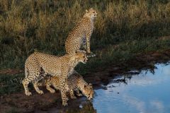 Cheetahs at Watering Hole