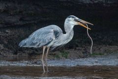 Blue Heron Eating an Eel