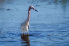 Egretta Rufescens