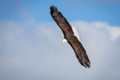 Haliaeetus Leucocephalus