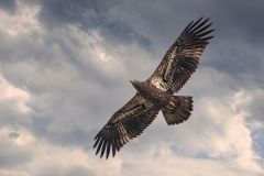 Juvenil Haliaeetus Leucocephalus