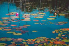 Lily Pond