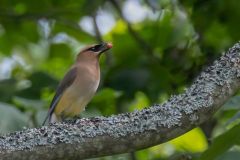 Cedar Waxwing