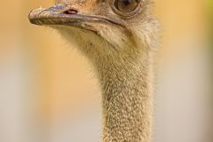 Ostrich