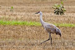 Sandhill Crane