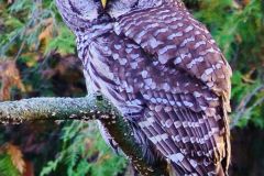 Barred Owl