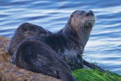 Otter Family