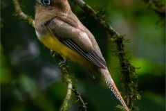 Black-Throated Trogon