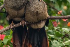 Chaco Chachalaca