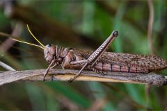 Grasshopper