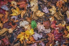 Turning Over a New Leaf