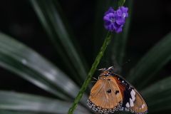 Brush-Footed Butterfly