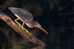 Green Heron