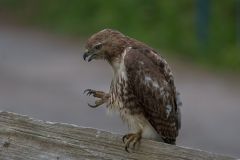 Red-Tailed Hawk