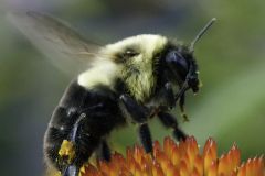 The Pollinator