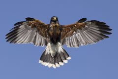 Harris Hawk Clutch