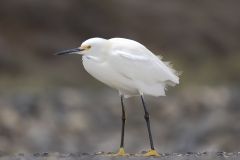 Snowy Egret