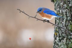 Berry Drop