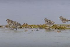 Black-Bellied Plovers