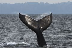 Humpback Dive